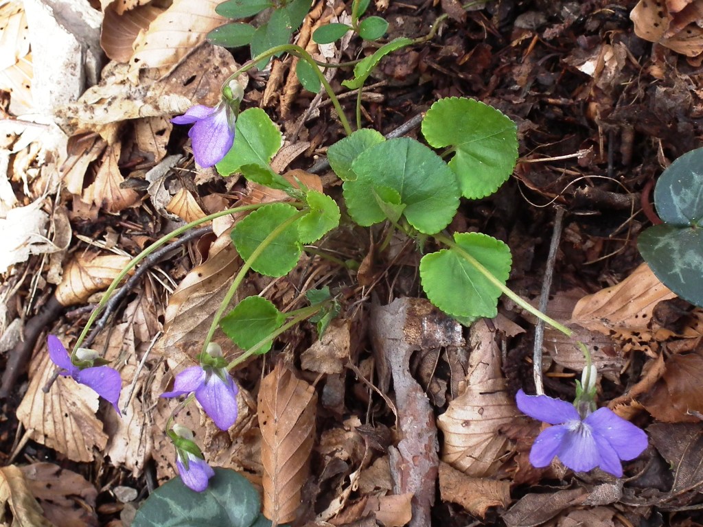 Viola riviniana Rchb. / Viola di Rivinus